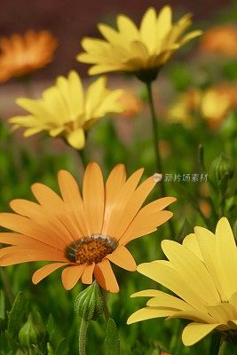 夏季黄色和橙色的雏菊和花瓣/黄色和橙色的骨芥雏菊花和花蕾生长在每年夏天的花坛花园模糊的叶子背景，黄色向日葵非洲雏菊/雏菊灌木花的特写图像